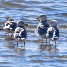 wading-seagulls