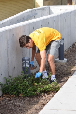 Senior ASB member Max Taylor bends to pull dead leaves out of the vegetation near the Small Theater and Band room. Costa Pride Day included picking up trash, maintaining plant growth, and clearing pathways for students to easily migrate to different classes.