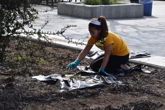 ASB member Emma Doyle picks weeds from the soil in a planter near the cafeteria. Gardening played an important role in Costa Pride Day, as the Mira Costa campus possesses a wide variety of vegetative features.