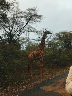 tumblr_ooxgxf9Xu41worqbxo4_250