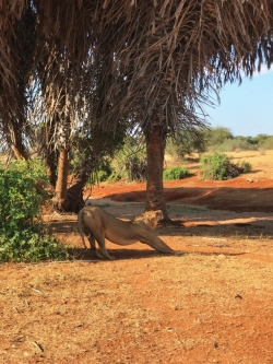 tumblr_ooxgxf9Xu41worqbxo5_250